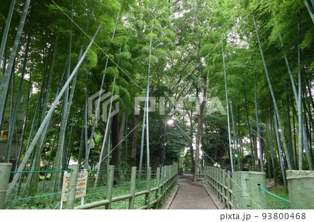 東京都目黒区立　すずめのお宿緑地公園　目黒区碑文谷三丁目　竹林散策　野鳥生息　令和年3年6月撮影 93800468