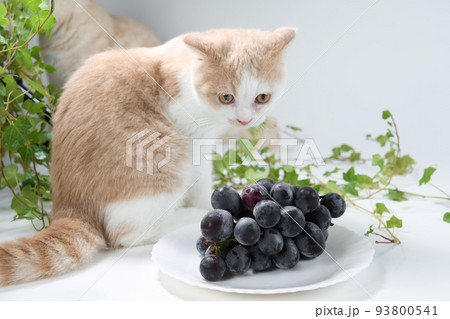 猫に与えてはいけない食材：ぶどう 93800541