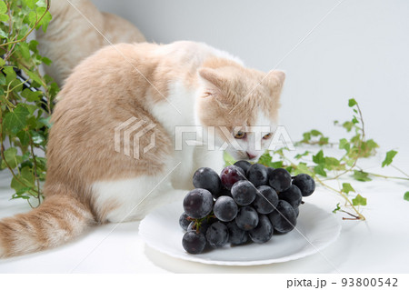 猫に与えてはいけない食材:ぶどう 猫に与えてはいけない食材:ぶどう 93800542