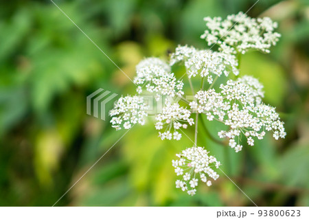 岐阜県の北アルプスの西穂高岳に咲くミヤマセンキュウ 岐阜県の北アルプスの西穂高岳に咲くミヤマセンキュウ 93800623