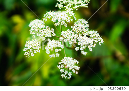 岐阜県の北アルプスの西穂高岳に咲くミヤマセンキュウ 93800630