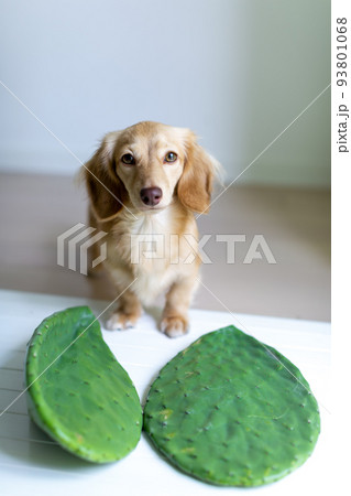 うちわさぼてんとカニンヘンダックス 93801068