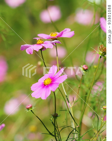 コスモス畑 93801088