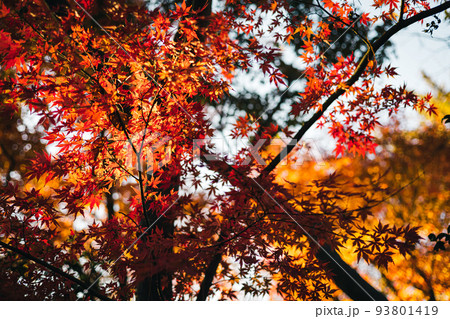 木漏れ日にきらきら輝く紅葉 木漏れ日にきらきら輝く紅葉 93801419