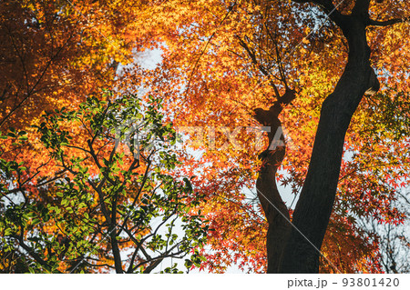 木漏れ日に輝く幻想的な紅葉 木漏れ日に輝く幻想的な紅葉 93801420
