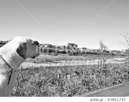 快晴の中お散歩する犬 　モノクロ ラブラドールレトリバー 2 93801745