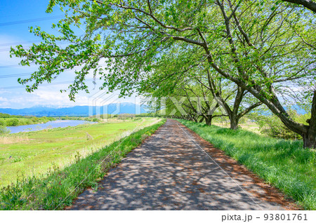 新潟 加治川河川敷 新潟 加治川河川敷 93801761