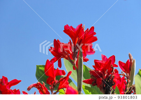 赤いカンナの花の写真素材 [93801803] - PIXTA