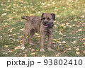 Border terrier puppy in autumn park. Pet animals. 93802410