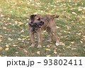 Border terrier puppy is standing on a green grass. 93802411