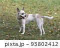 Multibred dog puppy is standing on a green grass. 93802412