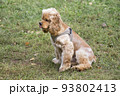 Cute cavalier king charles spaniel puppy. 93802413