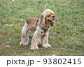 Cavalier king charles spaniel puppy. Pet animals. 93802415