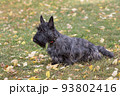 Scottish terrier puppy is sitting on green grass. 93802416