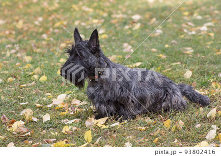 Scottish terrier puppy is sitting on green grass. Scottish terrier puppy is sitting on green grass. 93802416