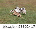 Three dogs are running in the autumn park. Pets. 93802417