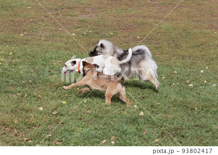 Three dogs are running in the autumn park. Pets. Three dogs are running in the autumn park. Pets. 93802417