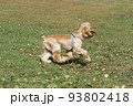 Cute cavalier king charles spaniel puppy. Pets. 93802418