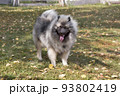 Cute wolfspitz puppy is standing on a green grass. 93802419