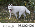 Cute white siberian husky with blue eyes. Pets. 93802420