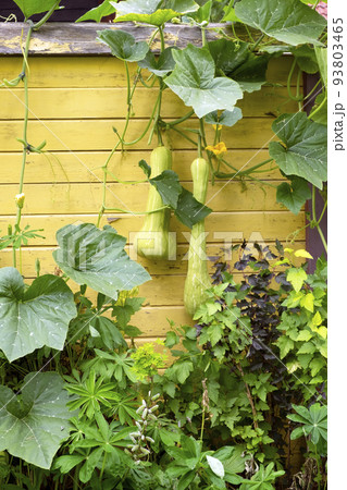 Pumpkins grow on a yellow fence. Gardening, horticulture. vertical photo 93803465