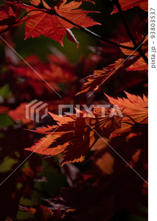 陽が当たる赤いモミジの葉 93803537