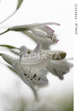 満開の白いアガパンサスの花 93803552