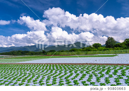《長野県》夏空の田園風景・野辺山高原のレタス畑 93803663