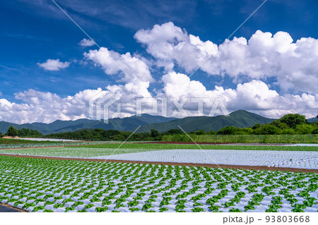 《長野県》夏空の田園風景・野辺山高原のレタス畑 《長野県》夏空の田園風景・野辺山高原のレタス畑 93803668