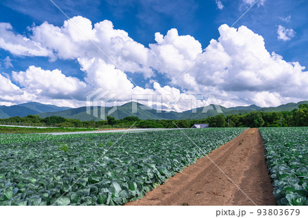 《長野県》夏空の田園風景・野辺山高原のレタス畑 93803679