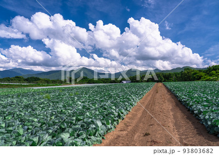 《長野県》夏空の田園風景・野辺山高原のレタス畑 93803682