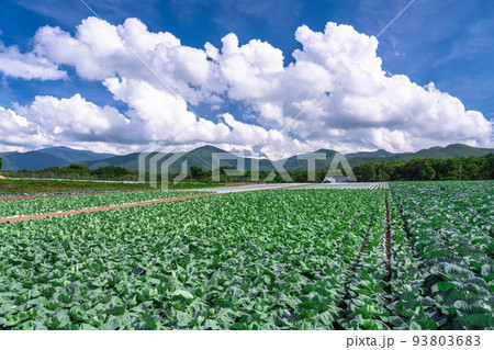 《長野県》夏空の田園風景・野辺山高原のレタス畑 93803683