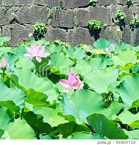 お堀にある蓮の花 お堀にある蓮の花 93803710