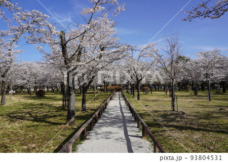 蓼科山 聖光寺（たてしなさん しょうこうじ）「本州で最も遅いソメイヨシノ」が見られる桜の名所である 93804531
