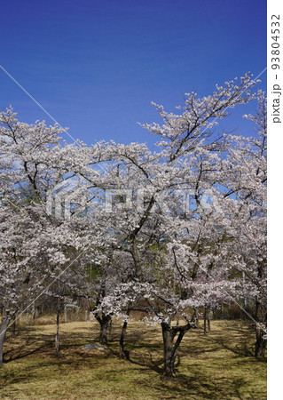 蓼科山 聖光寺(たてしなさん しょうこうじ)「本州で最も遅いソメイヨシノ」が見られる桜の名所である 蓼科山 聖光寺(たてしなさん しょうこうじ)「本州で最も遅いソメイヨシノ」が見られる桜の名所である 93804532