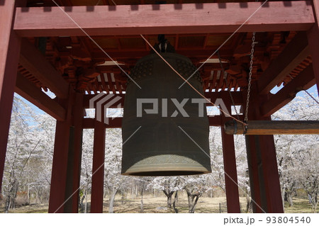 蓼科山 聖光寺(たてしなさん しょうこうじ)「本州で最も遅いソメイヨシノ」が見られる桜の名所である 蓼科山 聖光寺(たてしなさん しょうこうじ)「本州で最も遅いソメイヨシノ」が見られる桜の名所である 93804540
