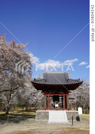 蓼科山 聖光寺(たてしなさん しょうこうじ)「本州で最も遅いソメイヨシノ」が見られる桜の名所である 蓼科山 聖光寺(たてしなさん しょうこうじ)「本州で最も遅いソメイヨシノ」が見られる桜の名所である 93804542