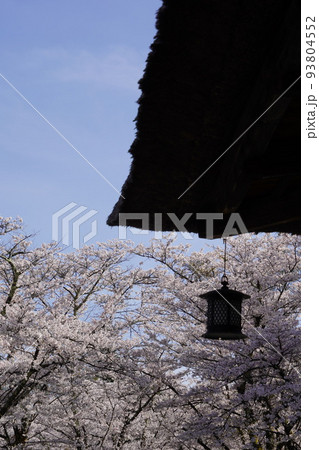 蓼科山 聖光寺(たてしなさん しょうこうじ)「本州で最も遅いソメイヨシノ」が見られる桜の名所である 蓼科山 聖光寺(たてしなさん しょうこうじ)「本州で最も遅いソメイヨシノ」が見られる桜の名所である 93804552