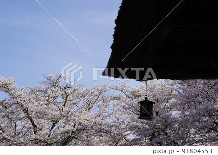 蓼科山 聖光寺(たてしなさん しょうこうじ)「本州で最も遅いソメイヨシノ」が見られる桜の名所である 蓼科山 聖光寺(たてしなさん しょうこうじ)「本州で最も遅いソメイヨシノ」が見られる桜の名所である 93804553