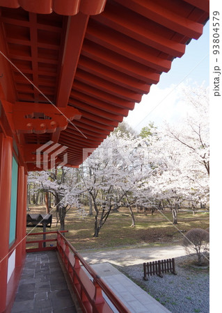 蓼科山 聖光寺(たてしなさん しょうこうじ)「本州で最も遅いソメイヨシノ」が見られる桜の名所である 蓼科山 聖光寺(たてしなさん しょうこうじ)「本州で最も遅いソメイヨシノ」が見られる桜の名所である 93804579