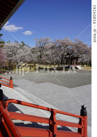 蓼科山 聖光寺(たてしなさん しょうこうじ)「本州で最も遅いソメイヨシノ」が見られる桜の名所である 蓼科山 聖光寺(たてしなさん しょうこうじ)「本州で最も遅いソメイヨシノ」が見られる桜の名所である 93804582