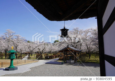 蓼科山 聖光寺(たてしなさん しょうこうじ)「本州で最も遅いソメイヨシノ」が見られる桜の名所である 蓼科山 聖光寺(たてしなさん しょうこうじ)「本州で最も遅いソメイヨシノ」が見られる桜の名所である 93804595