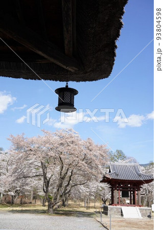 蓼科山 聖光寺（たてしなさん しょうこうじ）「本州で最も遅いソメイヨシノ」が見られる桜の名所である 93804598