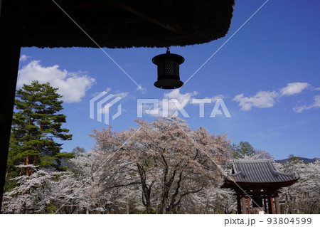 蓼科山 聖光寺(たてしなさん しょうこうじ)「本州で最も遅いソメイヨシノ」が見られる桜の名所である 蓼科山 聖光寺(たてしなさん しょうこうじ)「本州で最も遅いソメイヨシノ」が見られる桜の名所である 93804599