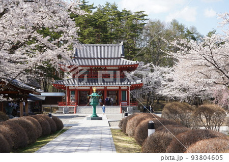 蓼科山 聖光寺(たてしなさん しょうこうじ)「本州で最も遅いソメイヨシノ」が見られる桜の名所である 蓼科山 聖光寺(たてしなさん しょうこうじ)「本州で最も遅いソメイヨシノ」が見られる桜の名所である 93804605