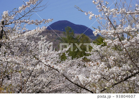 蓼科山 聖光寺（たてしなさん しょうこうじ）「本州で最も遅いソメイヨシノ」が見られる桜の名所である 93804607