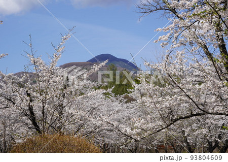 蓼科山 聖光寺（たてしなさん しょうこうじ）「本州で最も遅いソメイヨシノ」が見られる桜の名所である 93804609
