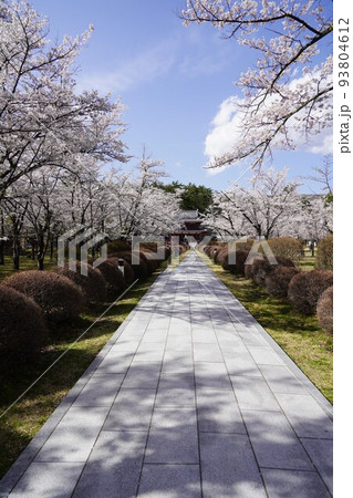 蓼科山 聖光寺（たてしなさん しょうこうじ）「本州で最も遅いソメイヨシノ」が見られる桜の名所である 93804612