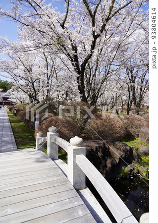 蓼科山 聖光寺(たてしなさん しょうこうじ)「本州で最も遅いソメイヨシノ」が見られる桜の名所である 蓼科山 聖光寺(たてしなさん しょうこうじ)「本州で最も遅いソメイヨシノ」が見られる桜の名所である 93804614