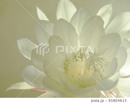 白い花　熱帯植物(8月)ゲッカビジン(月下美人)02 93804615